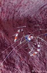 This photo was taken in Roatan. This Banded Coral Shrimp ... by Steven Anderson 